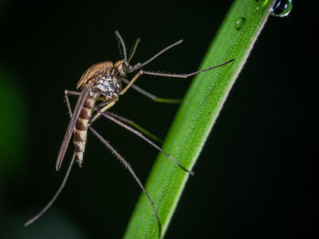 Virus du Nil occidental : conseils pratiques pour s&rsquo;en protéger cet été