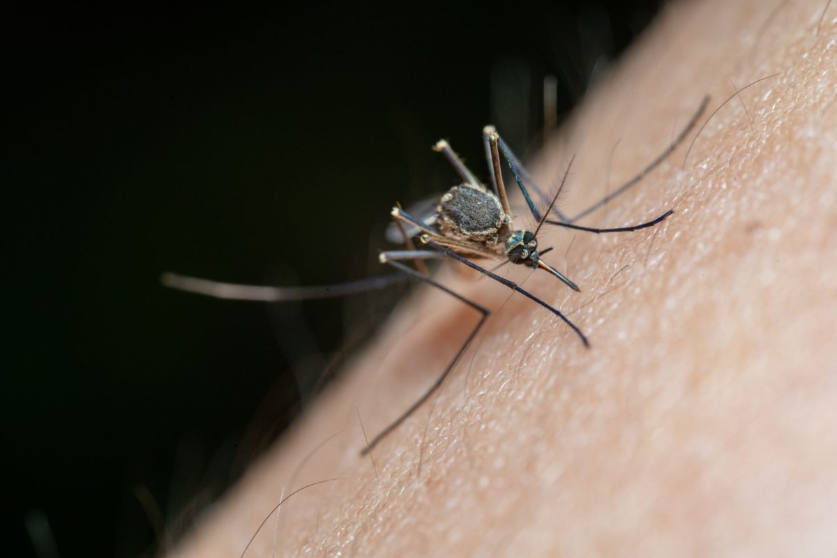 Retour du virus du Nil occidental en France cet été