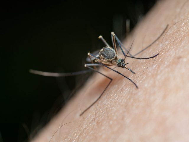Retour du virus du Nil occidental en France cet été