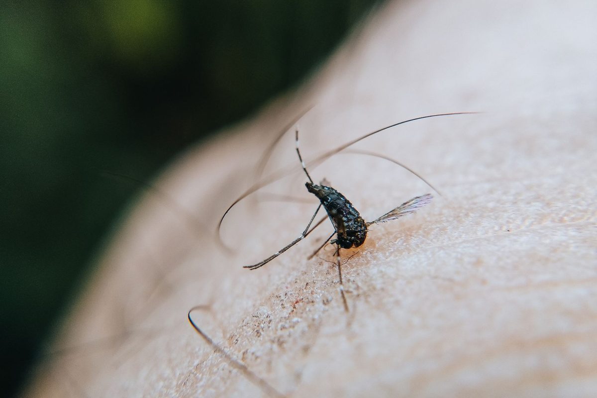 Depuis 2023, près de 60 cas du virus du Nil occidental en France