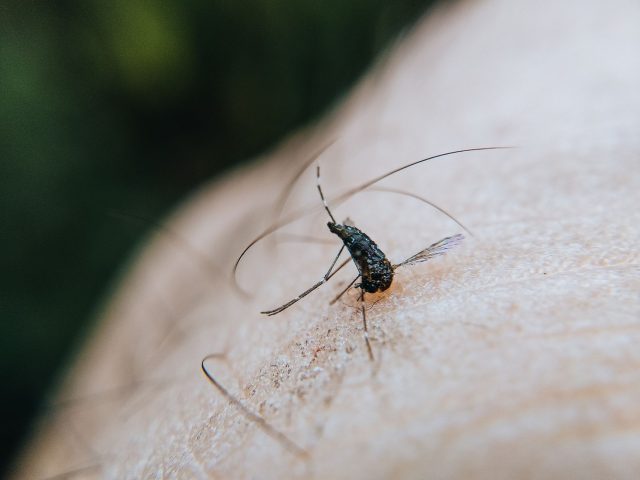 Depuis 2023, près de 60 cas du virus du Nil occidental en France